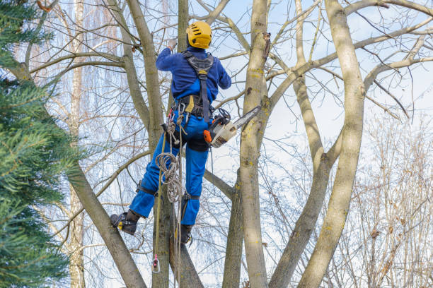 Best Hazardous Tree Removal  in Norwich, NY